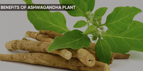 Benefits of Ashwagandha Plant