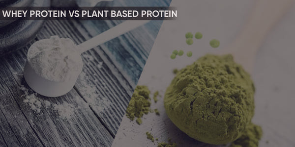 Whey Protein vs Plant Based Protein