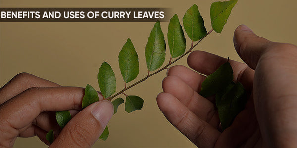 BENEFITS AND USES OF CURRY LEAVES
