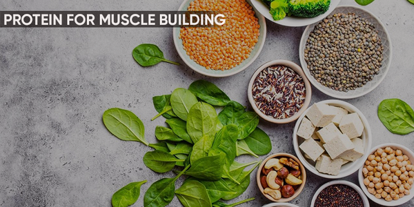 protein for muscle building