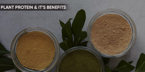plant protein powder and its benefits